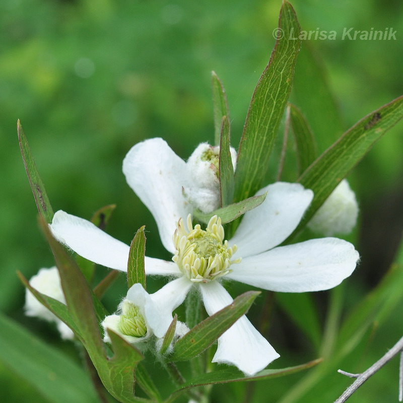 Image of Clematis hexapetala specimen.