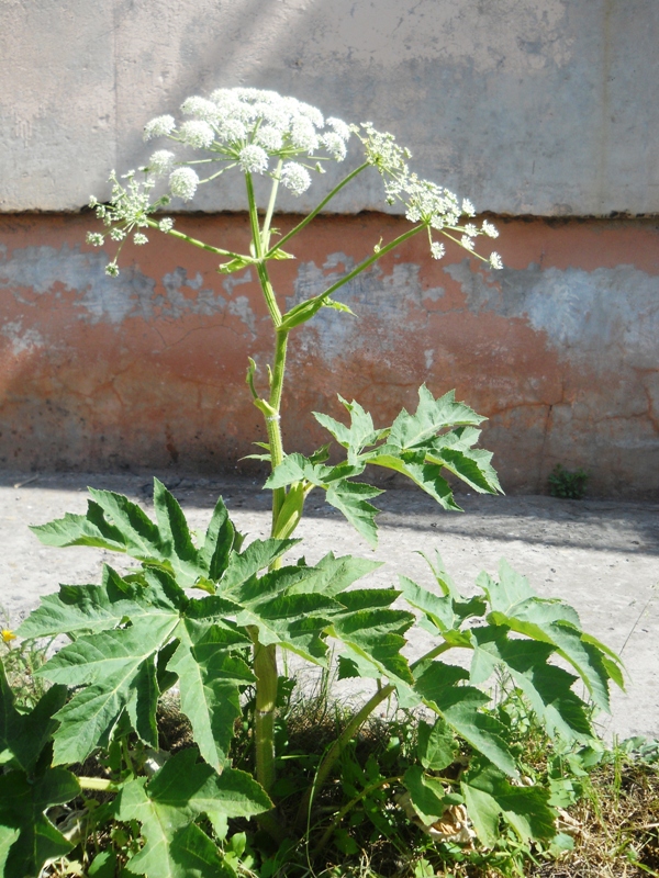 Изображение особи Heracleum dissectum.