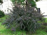 Berberis form atropurpurea