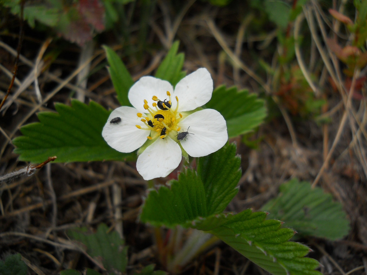 Изображение особи Fragaria campestris.