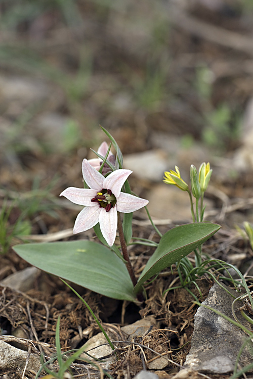 Изображение особи Rhinopetalum stenantherum.