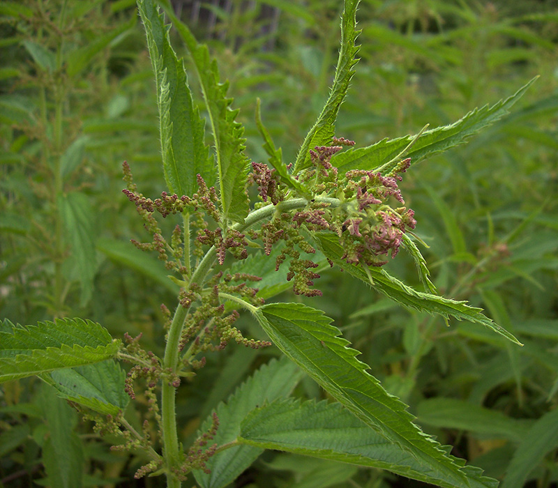 Изображение особи Urtica dioica.