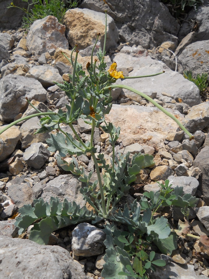 Image of Glaucium flavum specimen.