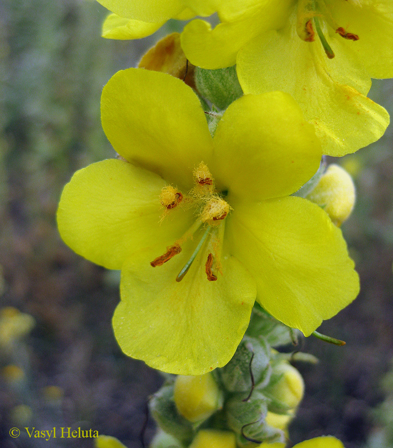 Изображение особи Verbascum densiflorum.