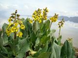 Ligularia alpigena