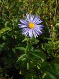 Aster maackii