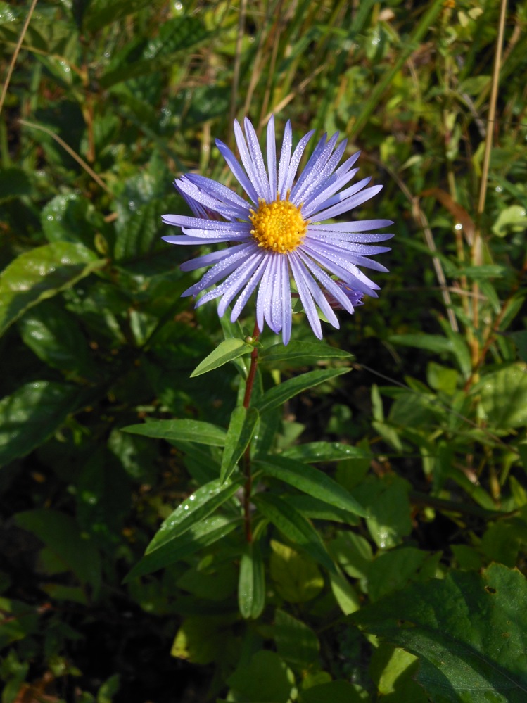 Image of Aster maackii specimen.