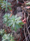 Euphorbia erythrodon. Верхушки побегов. Крым, окр. г. Ялта, хр. Иограф, на скалах. 8 сентября 2012 г.