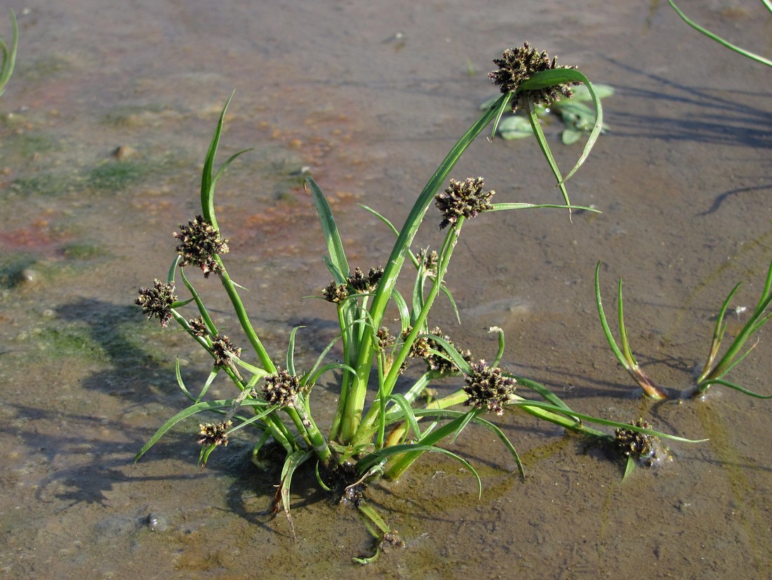 Image of Cyperus fuscus specimen.