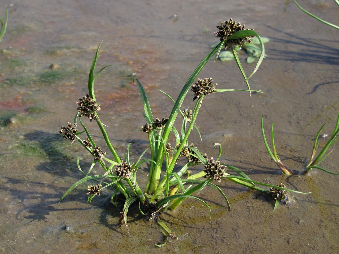 Изображение особи Cyperus fuscus.