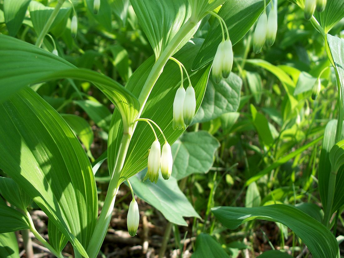 Изображение особи Polygonatum odoratum.