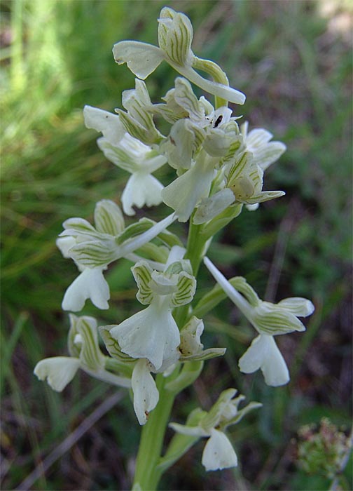 Изображение особи Anacamptis morio ssp. caucasica.