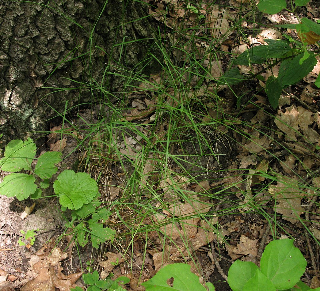 Изображение особи Poa nemoralis.
