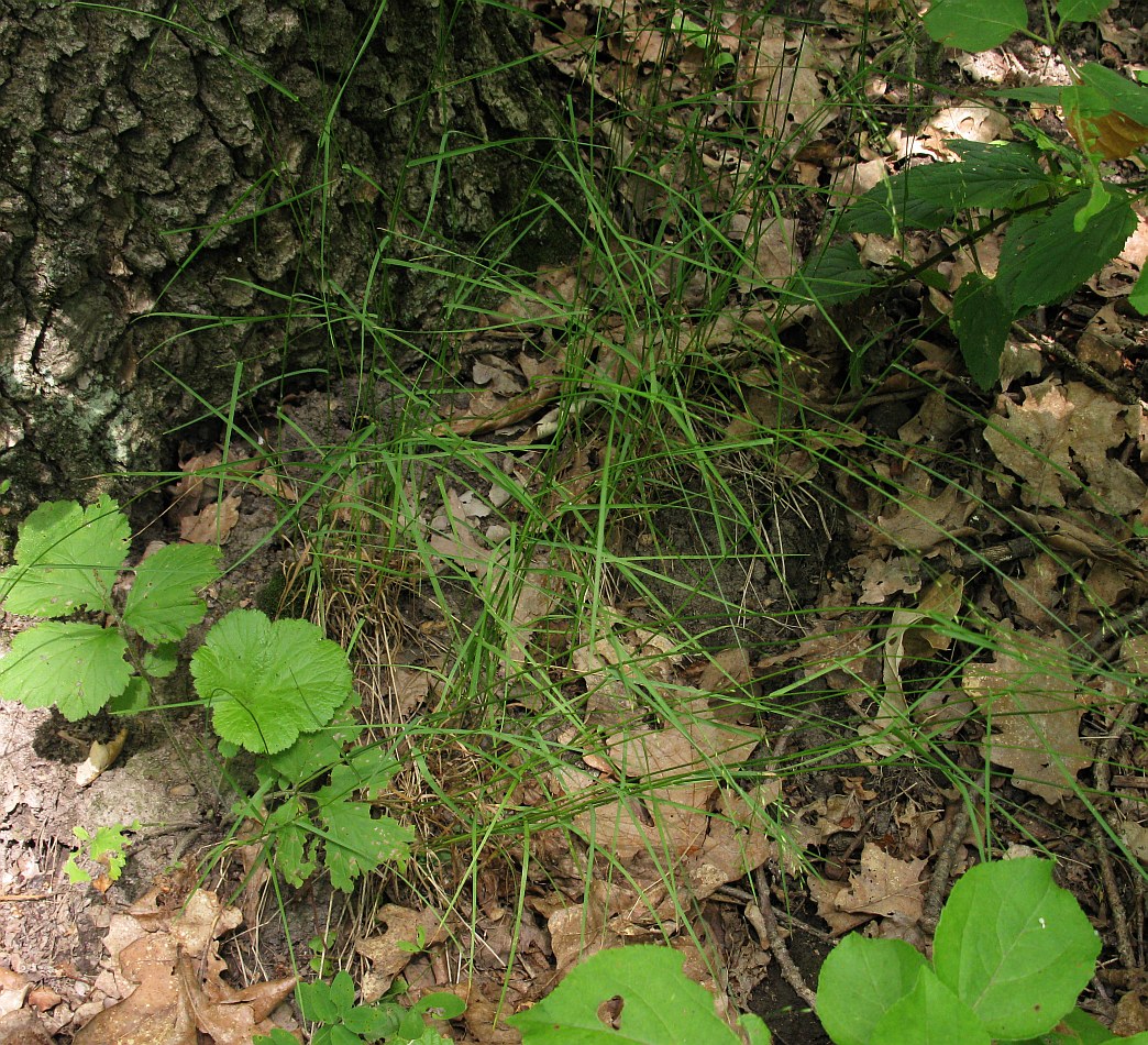 Image of Poa nemoralis specimen.