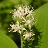 Smilacina dahurica