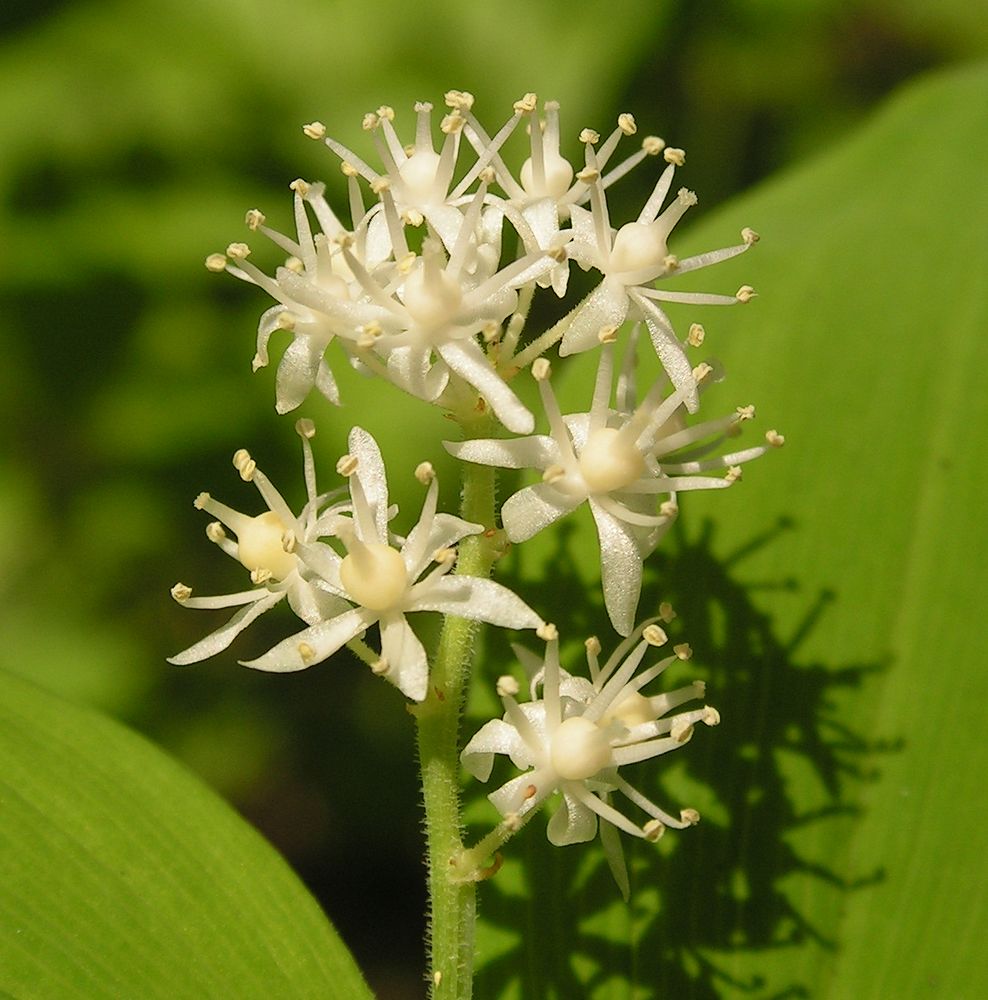 Изображение особи Smilacina dahurica.