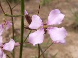Parrya subsiliquosa. Цветок. Киргизия, Чуйская обл., северный склон Киргизского хр. 10 мая 2009 г.