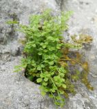 Asplenium ruta-muraria