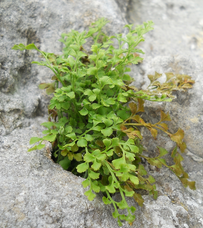 Изображение особи Asplenium ruta-muraria.