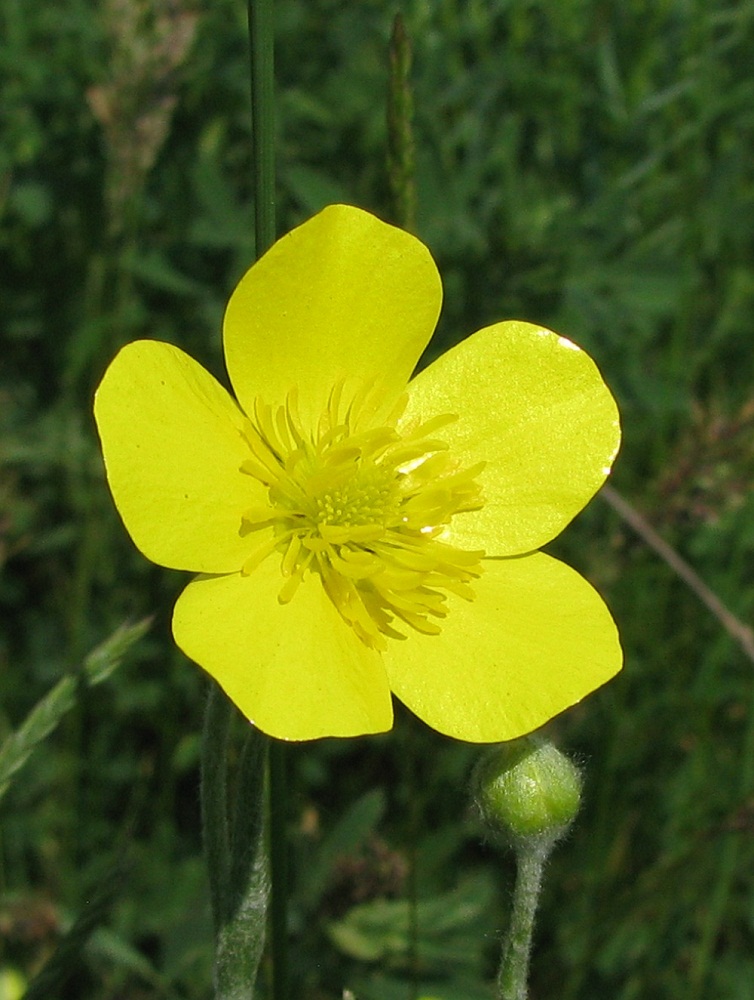 Изображение особи Ranunculus illyricus.