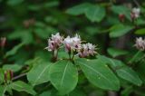 Lonicera orientalis