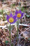 Pulsatilla patens