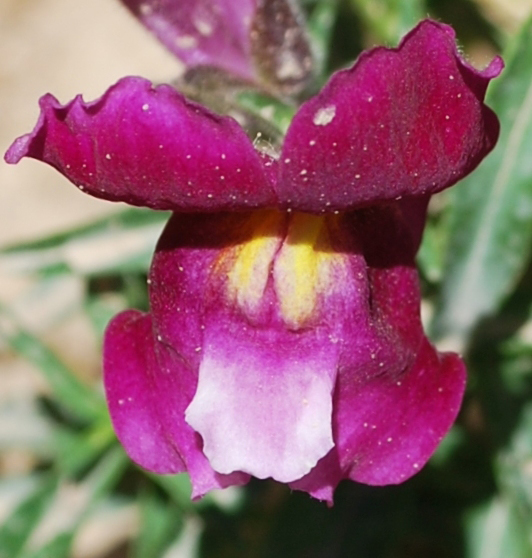 Изображение особи Antirrhinum majus.