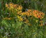 Euphorbia cyparissias