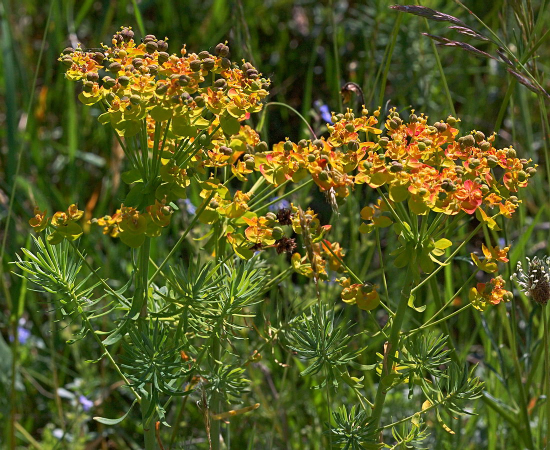 Image of Euphorbia cyparissias specimen.