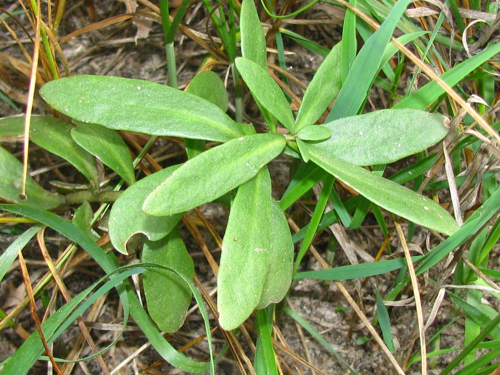 Image of Hylotelephium triphyllum specimen.