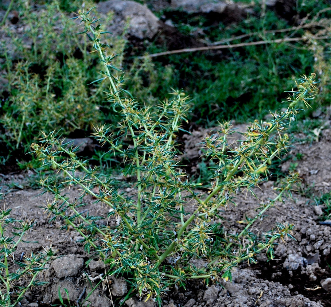 Image of Xanthium spinosum specimen.