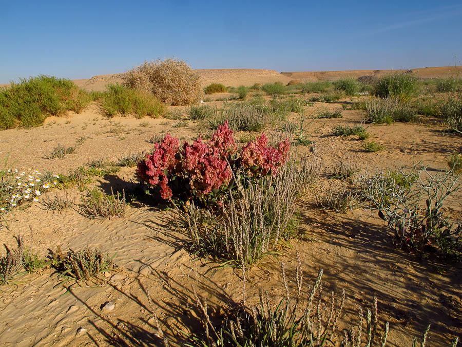 Изображение особи Rumex cyprius.