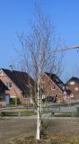 Betula utilis variety jacquemontii. Молодое дерево. Германия, г. Кемпен, в озеленении улицы. 22.03.2013.