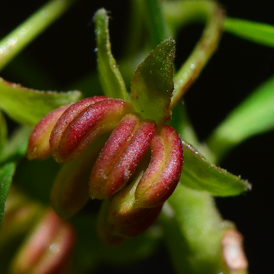 Изображение особи Dodonaea viscosa.