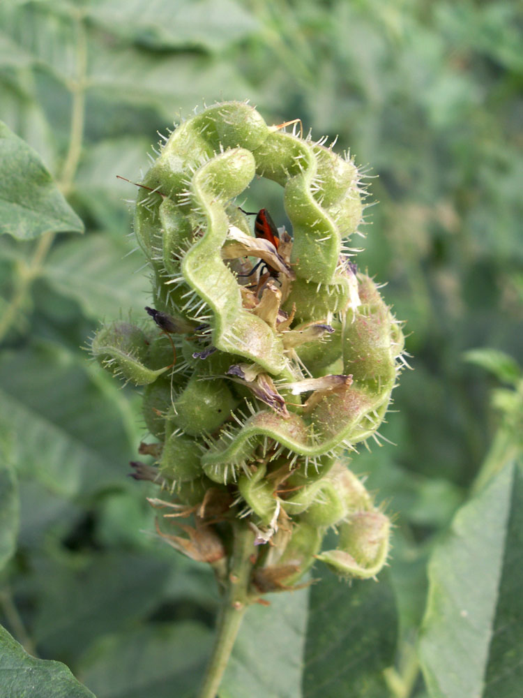 Изображение особи Glycyrrhiza soongorica.