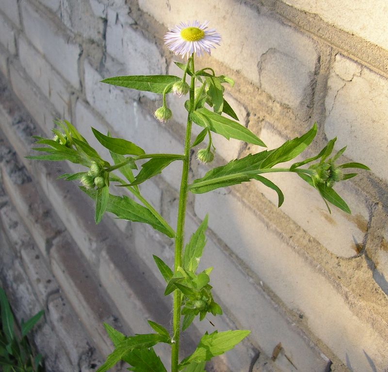 Изображение особи Erigeron annuus ssp. lilacinus.