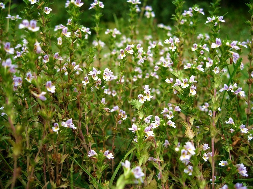 Изображение особи Euphrasia maximowiczii.