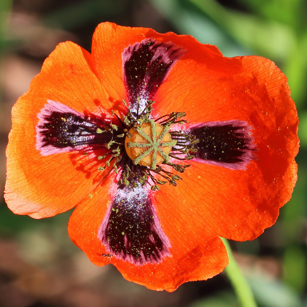 Image of Papaver stevenianum specimen.