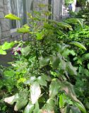 Mahonia aquifolium. Верхушка растения с незрелыми плодами. Украина. Одесса, в озеленении. 12.05.2013.