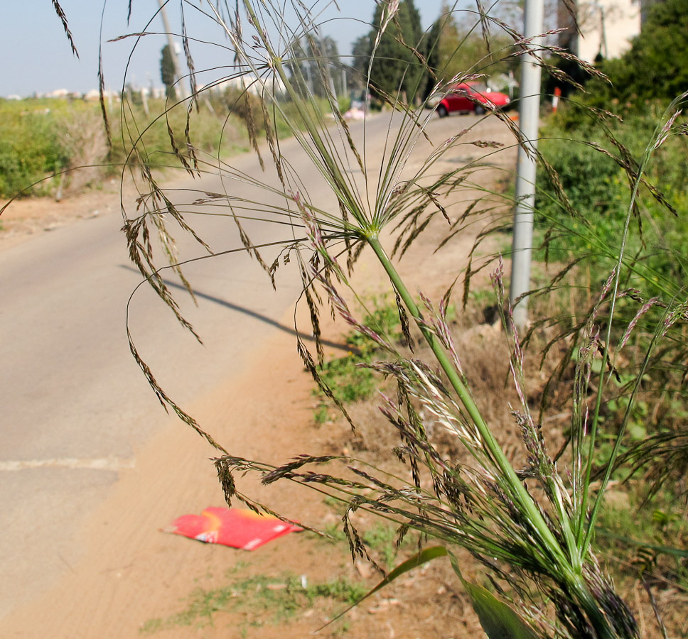 Image of Oloptum thomasii specimen.