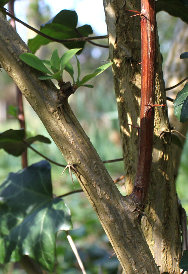 Image of Berberis salicaria specimen.