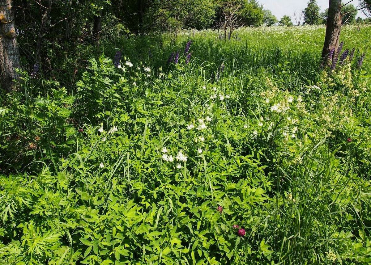Изображение особи Aquilegia vulgaris.