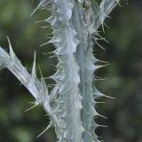 Onopordum myriacanthum