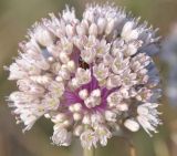 Allium staticiforme