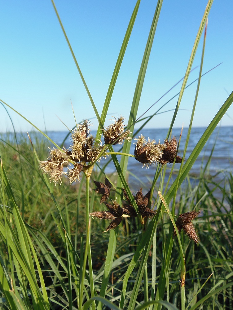 Изображение особи Bolboschoenus maritimus.