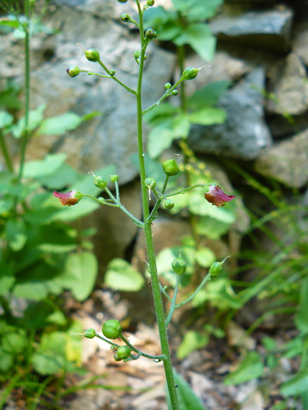 Image of Scrophularia scopolii specimen.