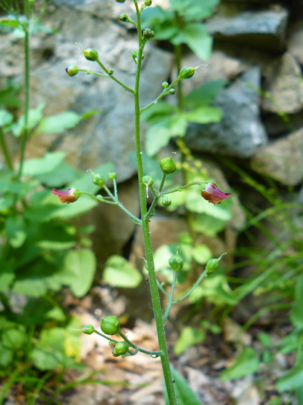 Изображение особи Scrophularia scopolii.