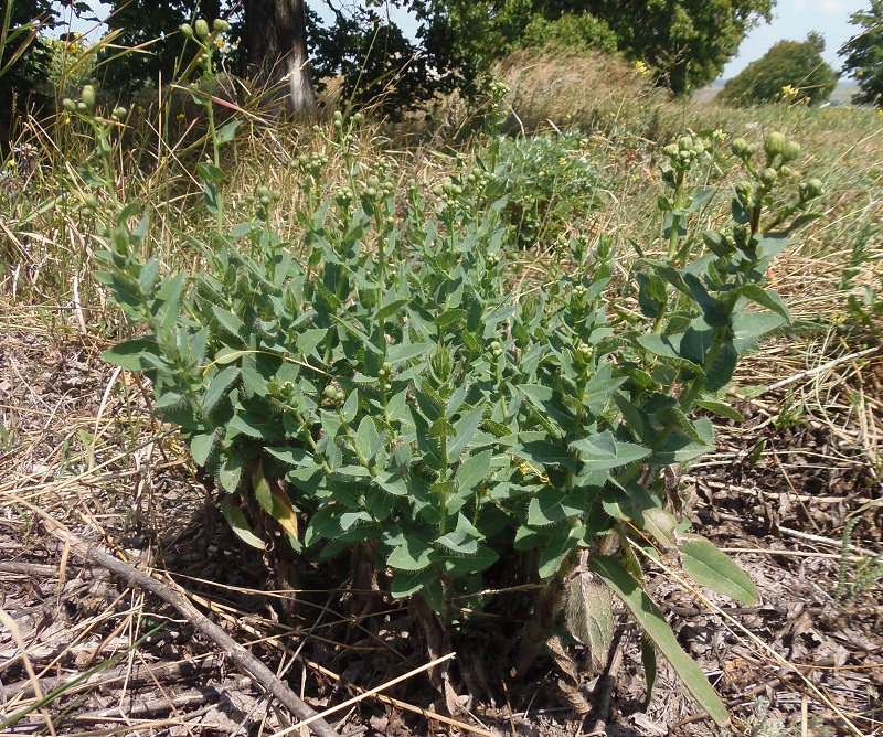 Image of Hieracium virosum specimen.