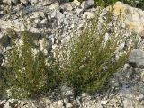 Chaenorhinum minus. Растение на выработке карьера. Краснодарский край, Абинский р-н, окр. ст. Шапсугская, известняковый карьер. 18.08.2013.