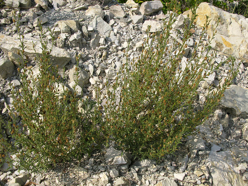 Image of Chaenorhinum minus specimen.